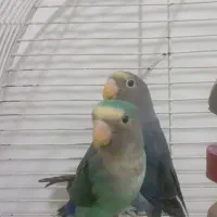 یه جفت طوطی برزیلی