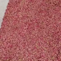 گندم پایا|گل و گیاه طبیعی|دهدشت, |دیوار