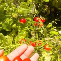 فروش نشا گوجه گیلاسی