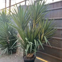 فروش یوکا غول پیکر