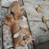 واگذاری رایگان گربه مادر به همراه ۳بچه ملوس|گربه|هشتگرد, |دیوار