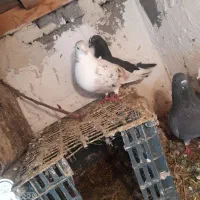 کبوتر فروشی|پرنده|سیلوانه, |دیوار