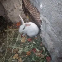 جچج
