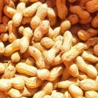 بادام زمینی گلی مخصوص بذری