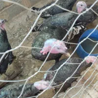 بوقلمون محلی|حیوانات مزرعه|سیب و سوران, |دیوار