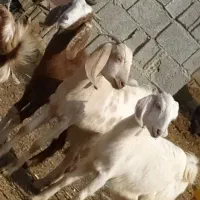 کهره|حیوانات مزرعه|آبپخش, |دیوار