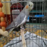 عروس هلندی