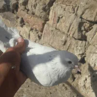کفتر معاوضه با جفت جوجه ساده