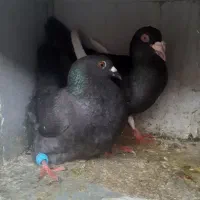 کفتر