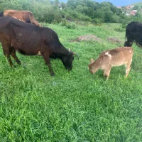 گاو با گوساله