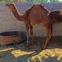 دو عدد هاشی نر چاق|حیوانات مزرعه|سراوان, |دیوار