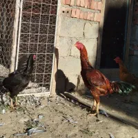 خروس و مرغ لاری و محلی|حیوانات مزرعه|چهاربرج, |دیوار