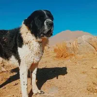 واگزاری جفت نر