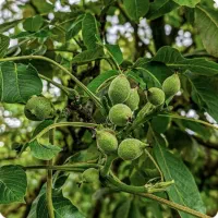 نهالستان همه رقم های کمیاب