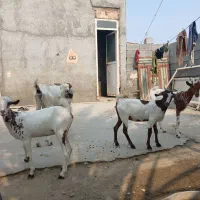 کهره فروشی