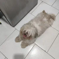 فروش دو قلاده سگ شیتزو و سوپر فلت