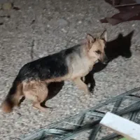 سگ ژرمن شپرد