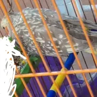 عروس هلندی ماده|پرنده|گرگان, |دیوار