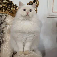 گربه پرشین