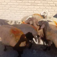 با سلام‌ 11تا میش داشتی و سالم