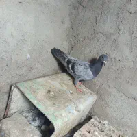 پلاکی خوب
