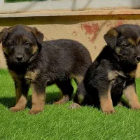 سگ ژرمن شپردنروماده دوماه اصیل باهم یکجای فی ۱۸م ت|سگ|تهران, باشگاه نفت|دیوار