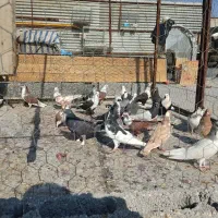 کفتر شهری جوجه