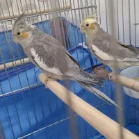 عروس هلندی