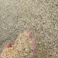 جو دیمی