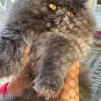 فروش گربه های نژاد اصیل