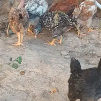 جوجه دوماه ونیمه