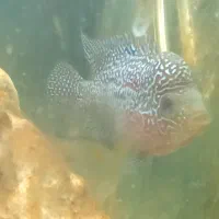 دو عدد فلاور|ماهی|سراب, |دیوار