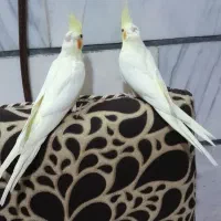 جوجه عروس هلندی لوتینو|پرنده|خمین, |دیوار