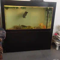 ( ماهی گوشت خوار  اسکارو لجن خوار )