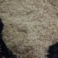 جوانه گندم  تجگی