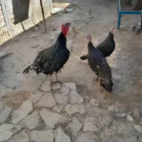 بوقلمون ماده 2عدد