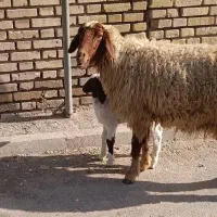 گوسفندمطفل  جوان شکم اولش بره نر زیرش
