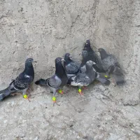 کبوتر جوجه نر