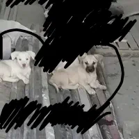 گمشده در خلیل اباد