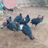 بوقلمون نر ارگانیک