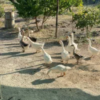 قوغاز