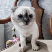 اسکاتیش نر اصیل