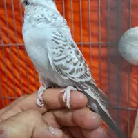 مرغ عشق اینگلیسی|پرنده|تهران, مشیریه|دیوار