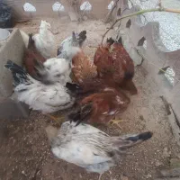 مرغ و خروس|حیوانات مزرعه|اصفهان, دستگرده|دیوار