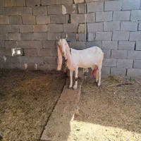 فروش دو تا بز پاکستانی خوب