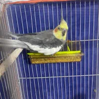 عروس هلندی|پرنده|مشهد, یوسفیه (شهرک غرب)|دیوار