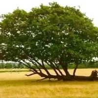 باغبانی شخم زنی اصلاح وهرس