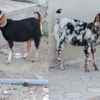 دو عدد گوسفند ماده