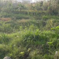 بچه ماهی گرمابی کپور