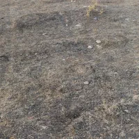 واگذاری سگ پاکوتاه خانگی|سگ|هشترود, |دیوار